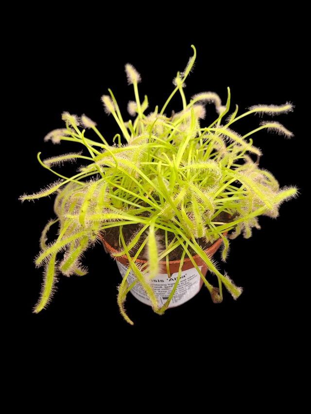 Drosera capensis &#039;Alba&#039; P9