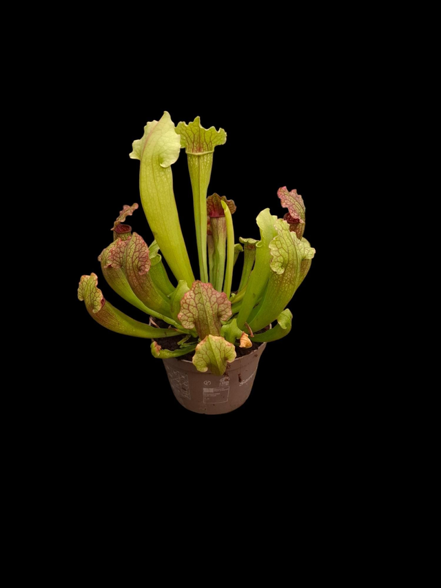 Sarracenia &#039;Philadelphia&#039; 9cm