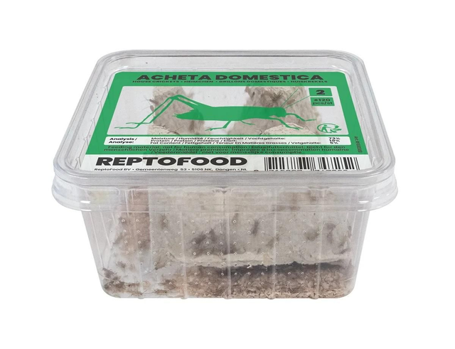 Repto house crickets 2