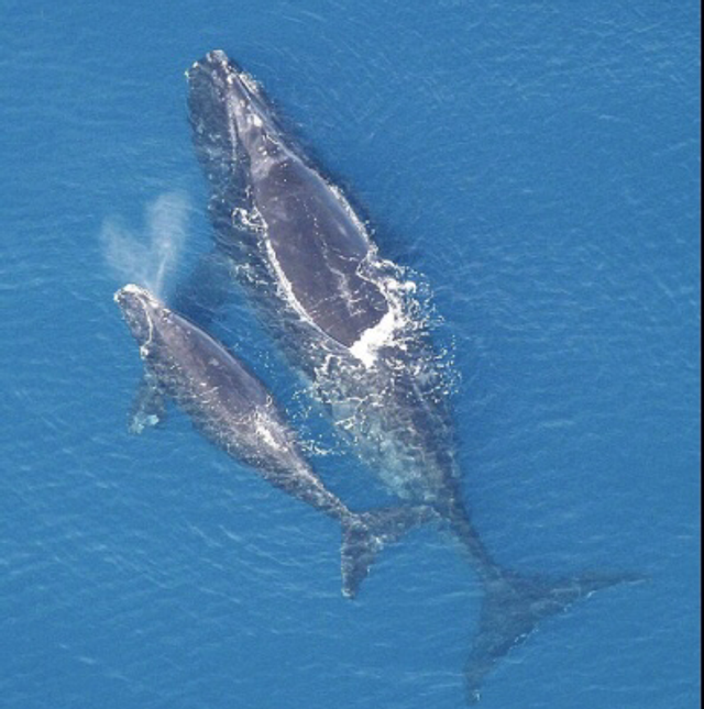 Soin « Du Peuple Atlante »