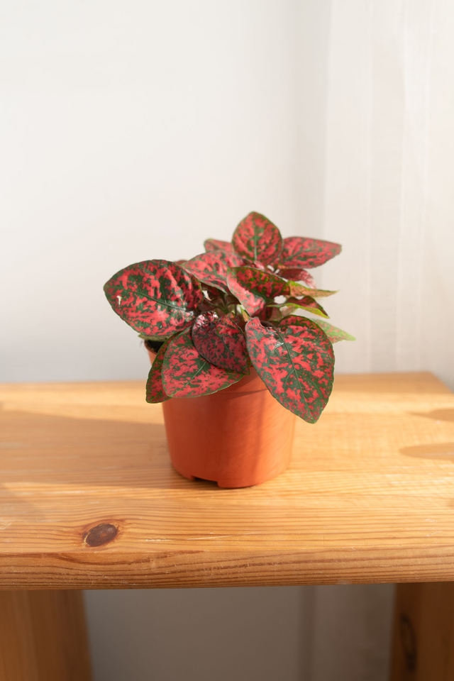 Hypoestes Phyllostachys Red 🌿