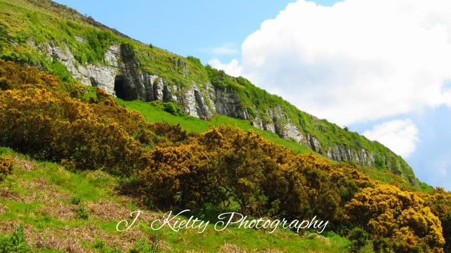Gorse in bloom at The Caves of Keash, County Sligo. 