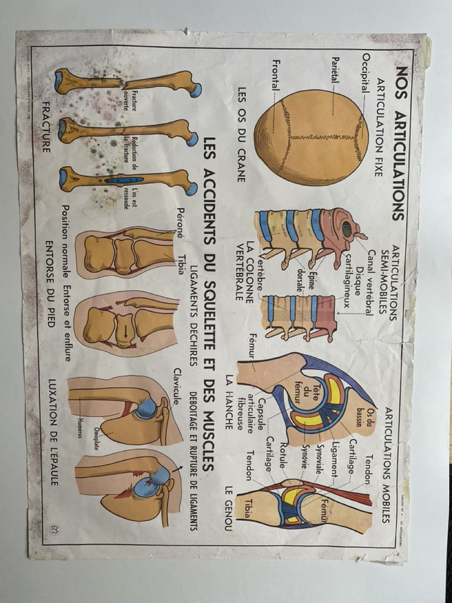 Affiche ancienne École - Le Squelette // Les Articulations