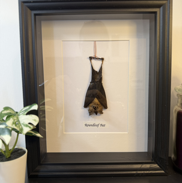 Round Leaf Bat 