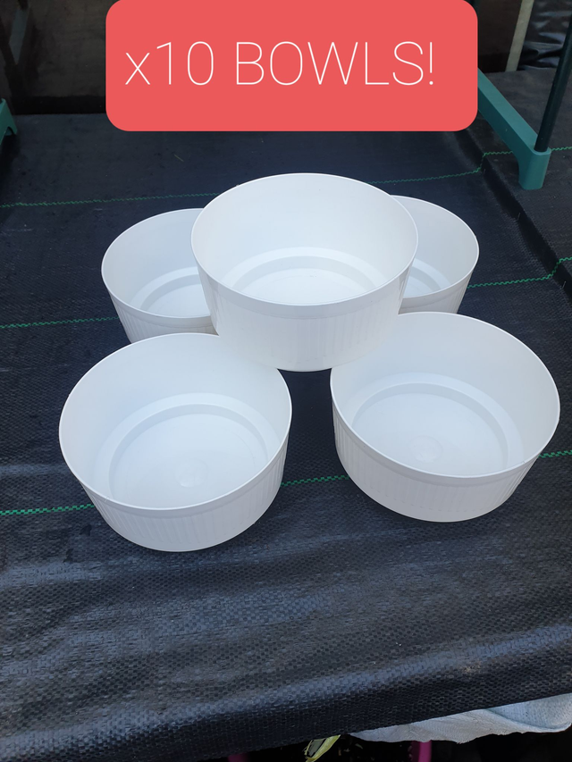 BULK BUY! Only £1.49 each WHITE X10 BULB BOWLS 18X9CM Bulbs, Bonsai, Alpines. BRAND NEW