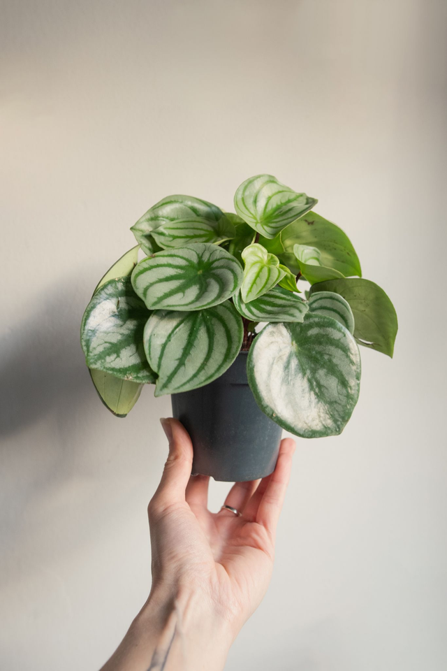 Peperomia Argyraia 'Watermelon' 🌿