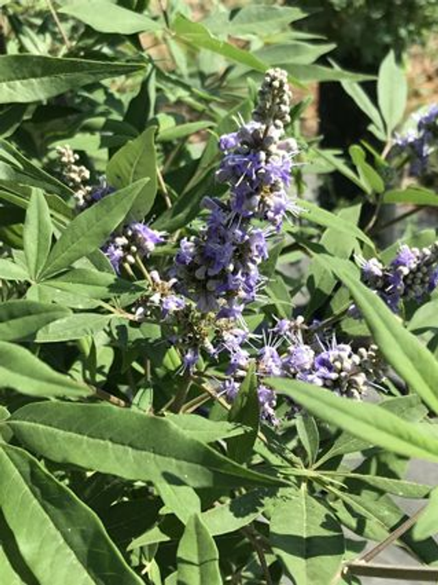 Gattilier (Vitex agnus-castus)