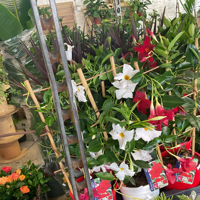 Dipladenia