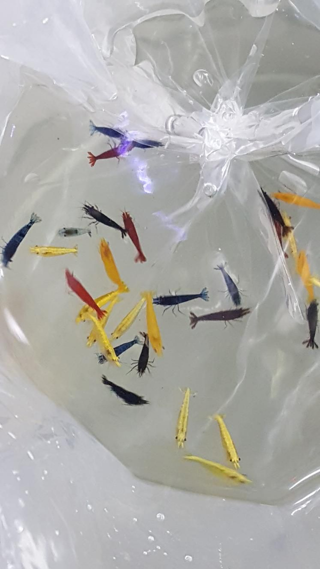 Mixed A grade shrimp x5