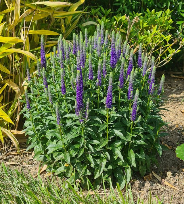 Veronica spicata 'Ulster Blue Dwarf' - 1ltr pot