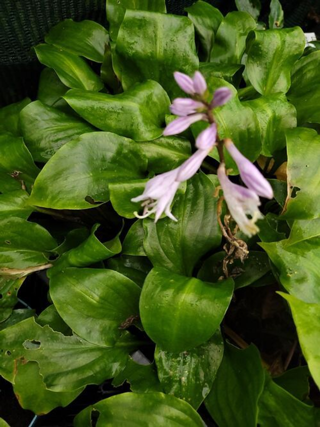 Hosta 'Shiny Sonata' 