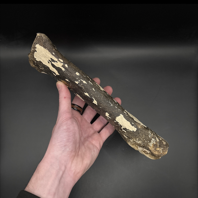 Bison Metacarpal