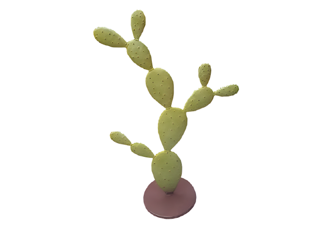 cactus M'fra