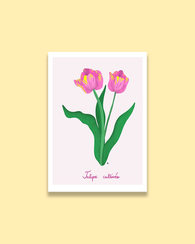 Fleurs: "tulipe cultivée" impression d'art