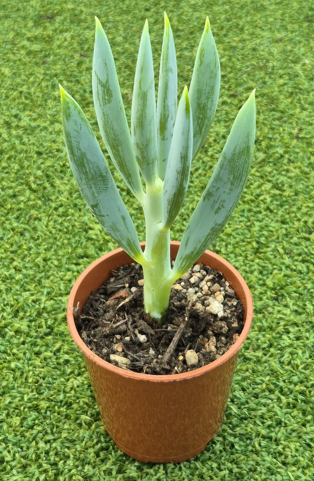 Curio ficoides  - Mount Everest 