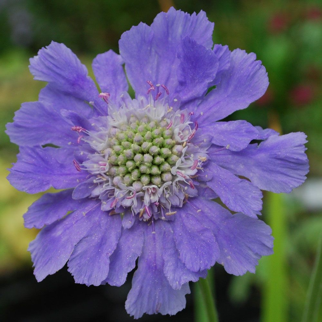 Scabiosa du caucase Perfecta blue