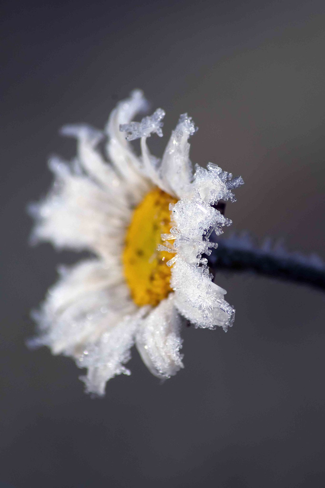 Frozen Daisy Greetings Card