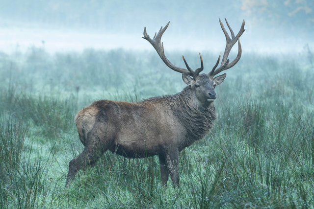 60 x 80 Acrylic Print 