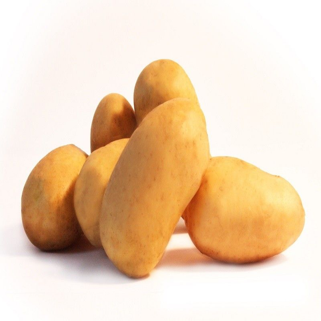 Blanche – Demi-précoce, rustique et excellente conservation