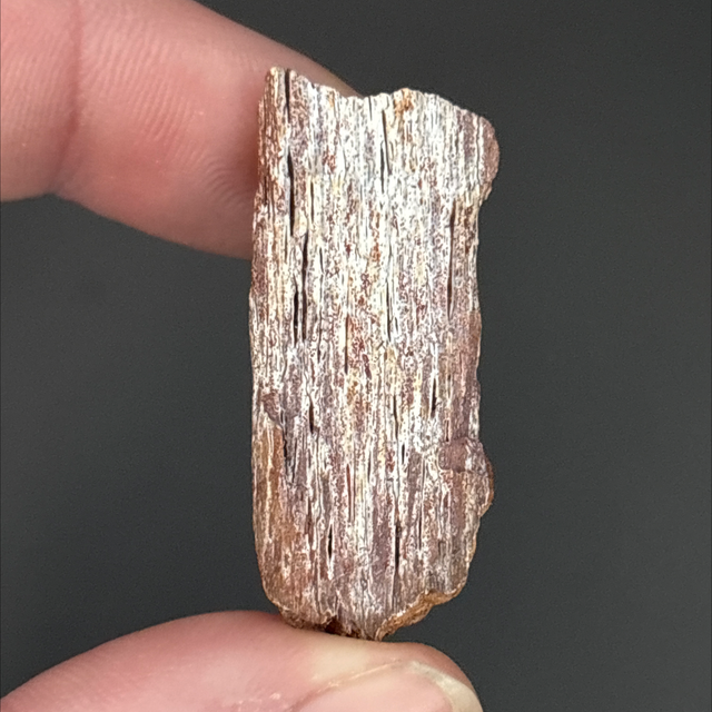 Carcharodontosaurus Bone Fragment