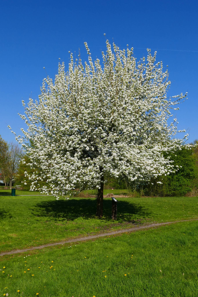Oloïde van Perenboom