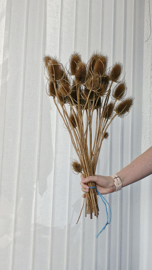 Vide atelier - Chardons séchés naturels