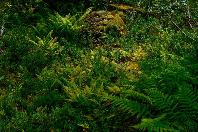 Dryopteris filix-mas - Male Fern plug plant