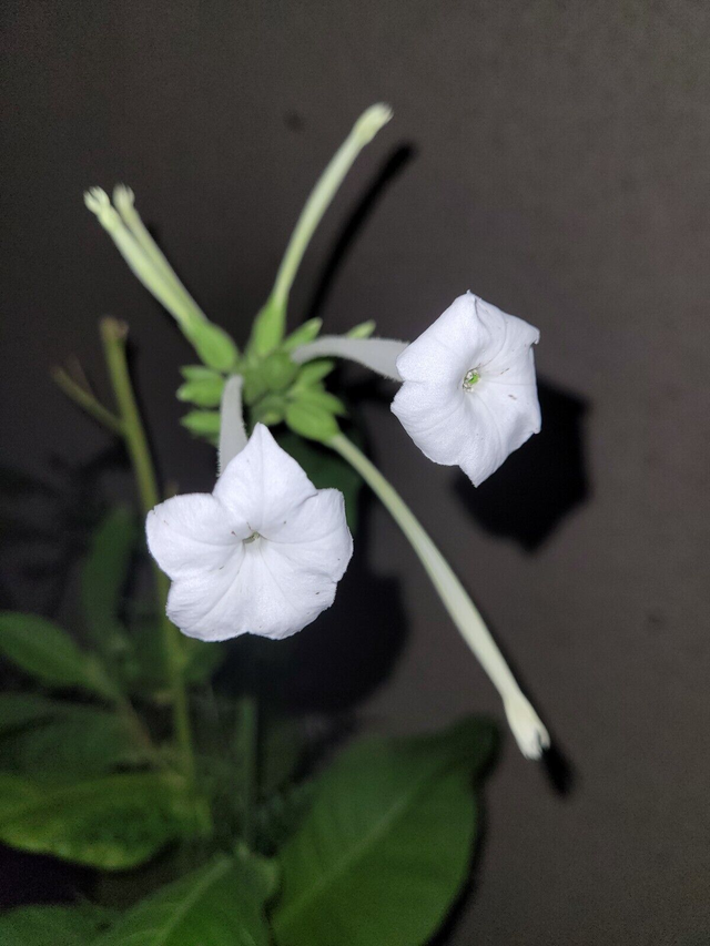 500 graines Nicotiana sylvestris tabac tabacum seeds samen semilla rare tabak