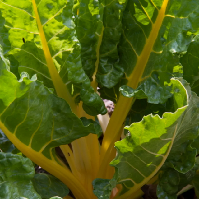 Blette à carde Jaune Bio