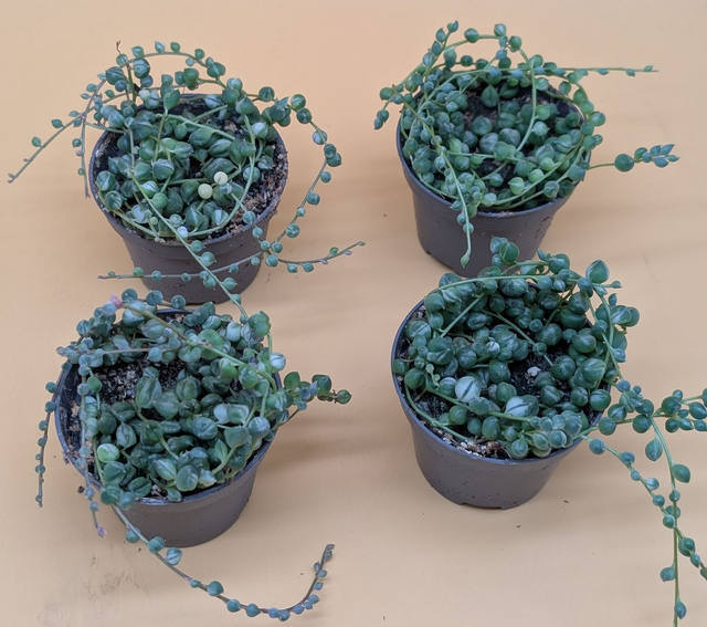 Erbsenpflanze variegata senecio rowleyanus