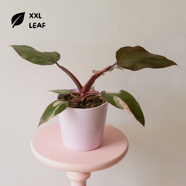 Philodendron Pink Princess 🌿
