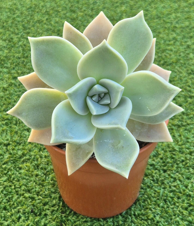 Graptopetalum paraguayense (Mother of Pearl Plant)