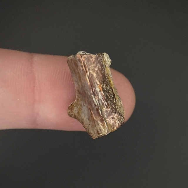 Edaphosaurus Bone Fragment 