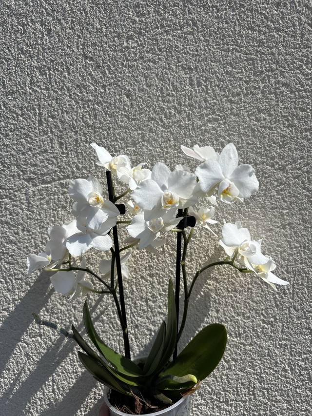 Phalaenopsis Amabilis