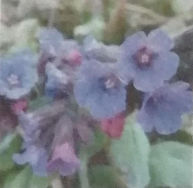 Longkruid (Pulmonaria officinalis) 70 Caps. /verpakking. 