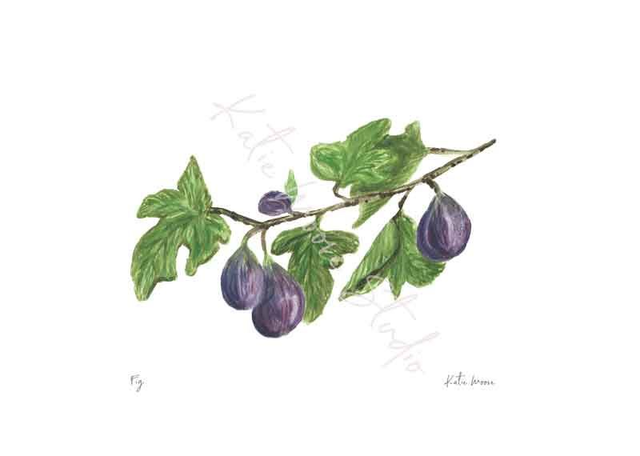 Fig