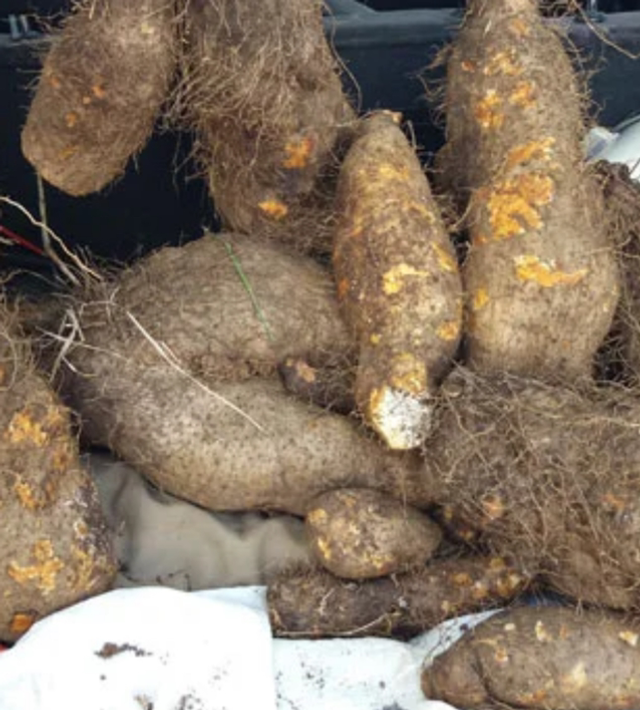 Igname Télémak bio 1kg