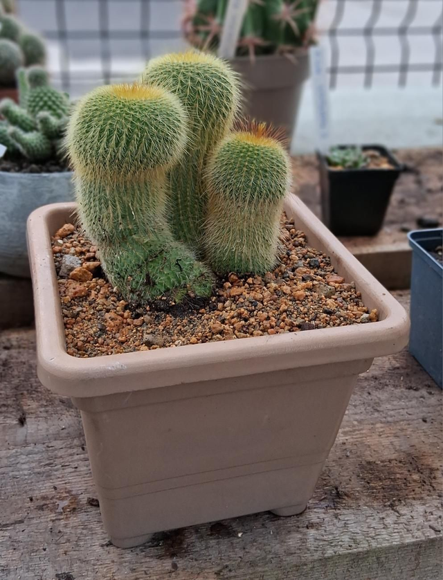 D134 . Notocactus in vaso quadro