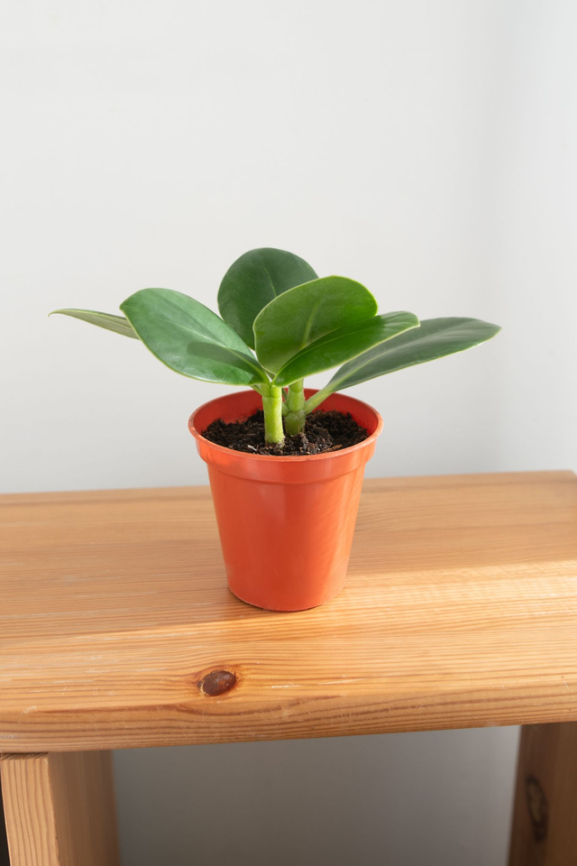 Clusia Rosea (mini) 🌿