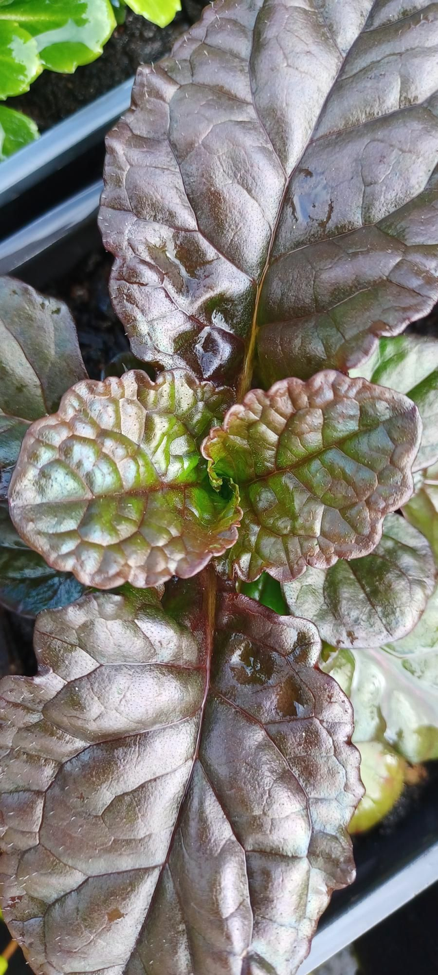 Ajuga reptans Catlin&#039;s Giant