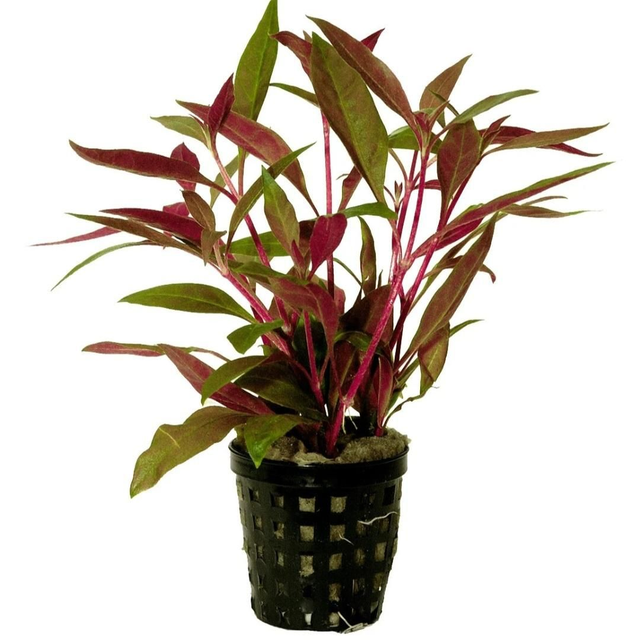 AP Alternanthera Reineckii 8715897272158