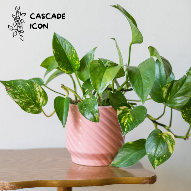 Epipremnum aureum (Golden Pothos)🌿