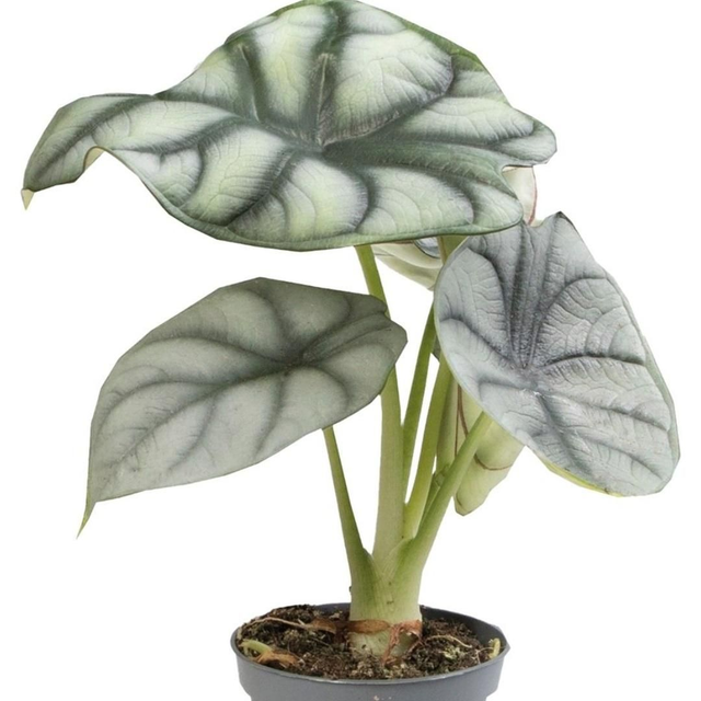 PT Alocasia Silver Dragon 8715897361432