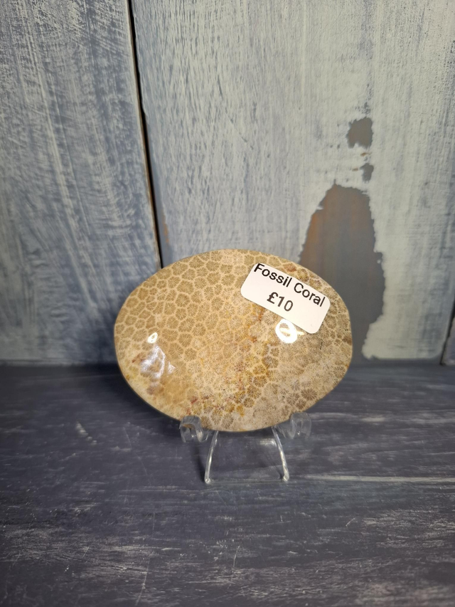 Fossil Coral Palmstone 