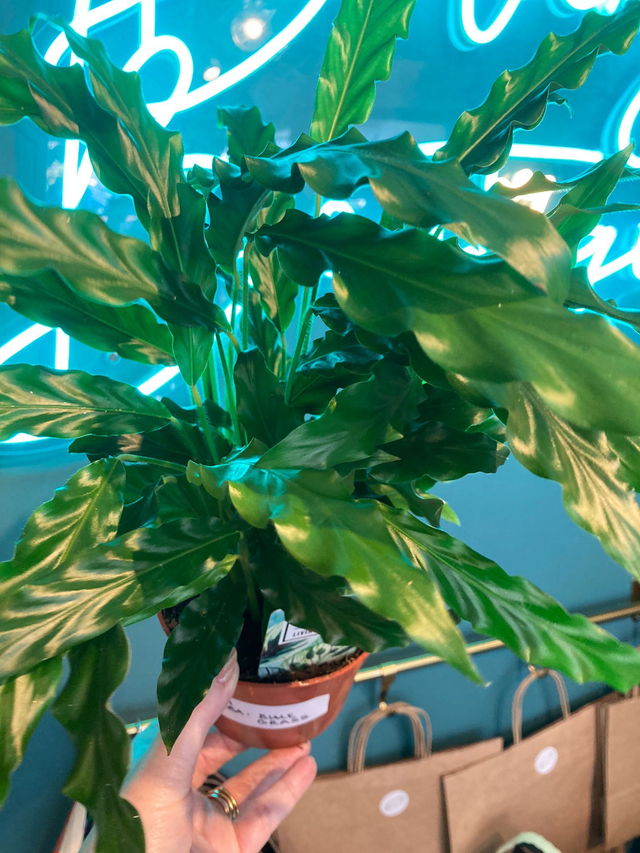 Calathea Rufibarba: 'Blue Grass'