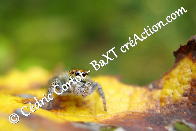 Impression sur alu dibond - Le petit monde du Vivant (ref St (46))