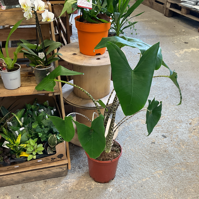 Alocasia Zebrina 