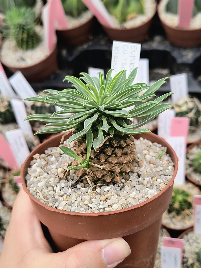 Euphorbia cv. 'Sotetsu Kirin'