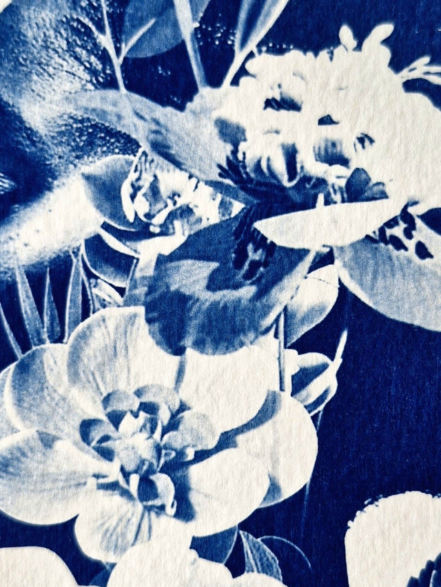 Cyanotype encadré - Femme en fleurs - Illustration Flora