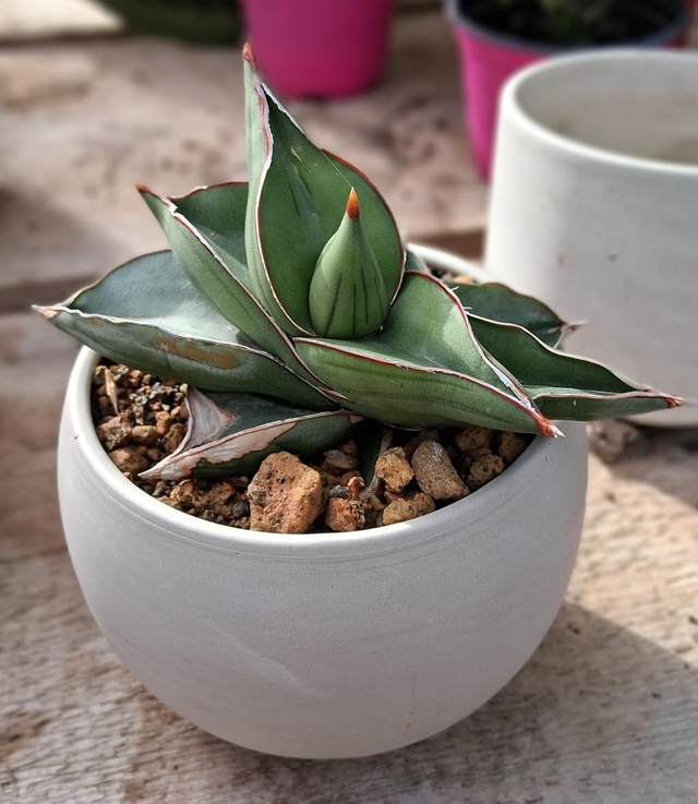 C162 . Sansevieria ehrenbergii 'Samurai' in "Luna granit